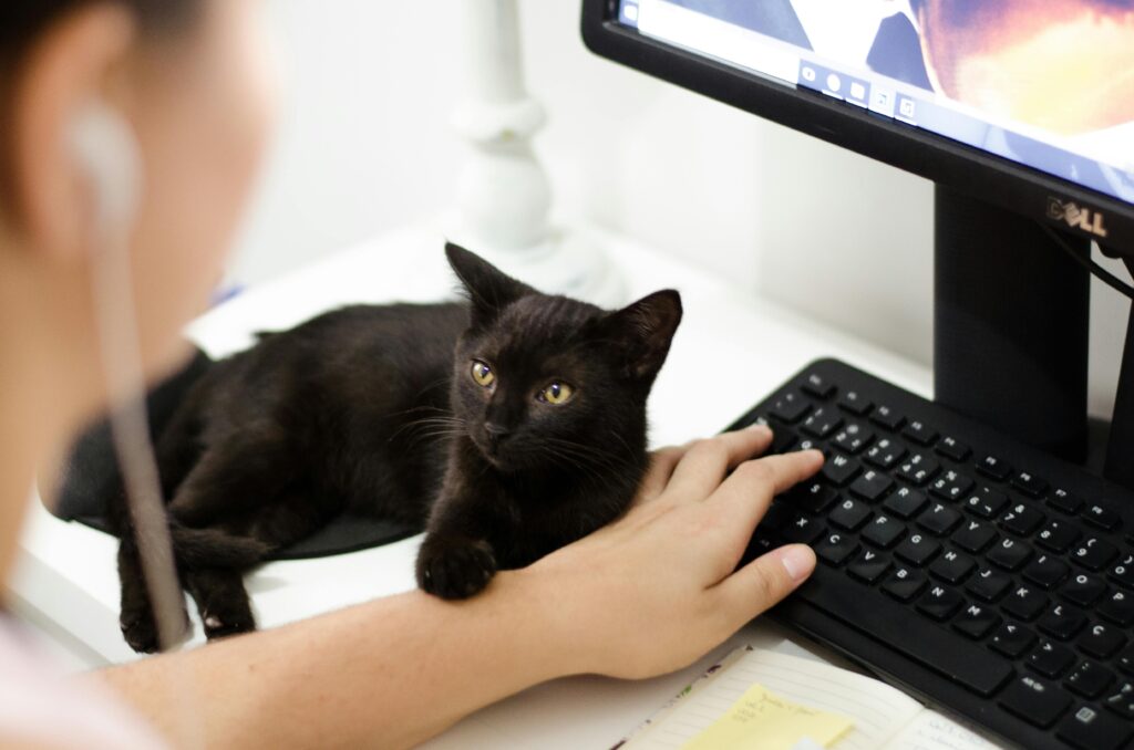 A black cat stares at a person typing at a computer, touching their arm with one of its while lying on a desk next to a computer monitor and keyboard.